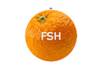 Ver Fresh TV ao vivo e direto