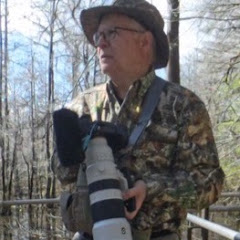 Alabama Bird Feeding Station Live Cam