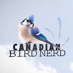Ver Mountain View Bird Feeder Live Cam Alberta ao vivo e direto