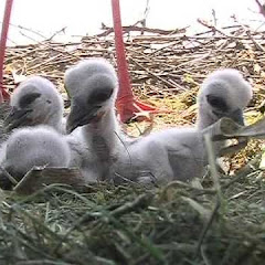 Ver Kirchzarten Stork Nest Live Webcam ao vivo e direto